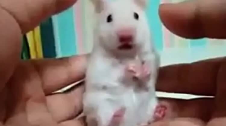 Эксперимент с мышами. Мышь, увидевшая страдания другого грызуна, впала в депрессию. Фото.