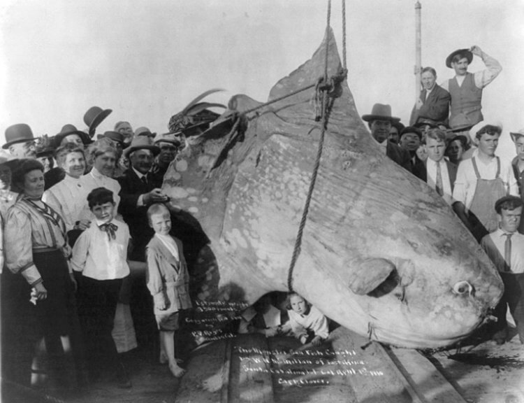 Самая большая луна-рыба. Луна-рыба, пойманная в 1910 году (это не рекордсмен!). Фото.