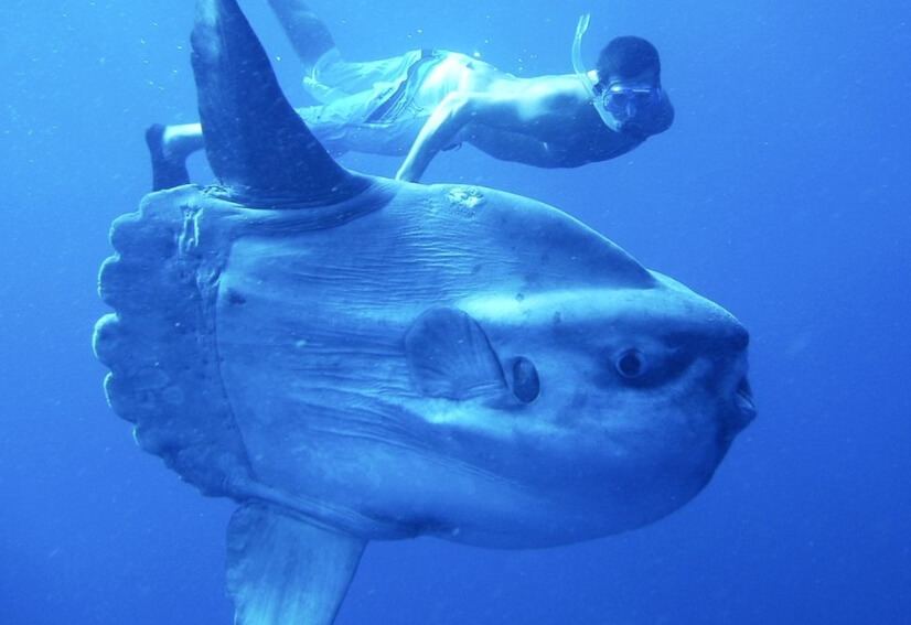 Луна-рыба и человек. Луна-рыба иногда содержится в аквариумах. Фото.