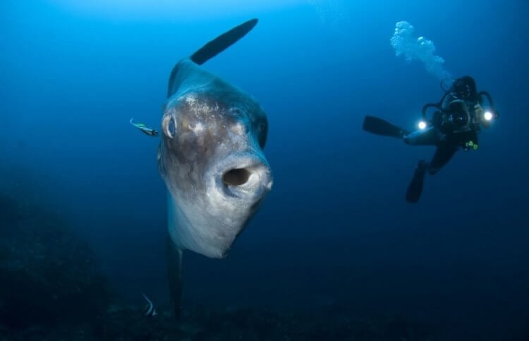Опасность луна-рыбы. Луна-рыба не опасна для людей (на фото просто пугающий ракурс). Фото.