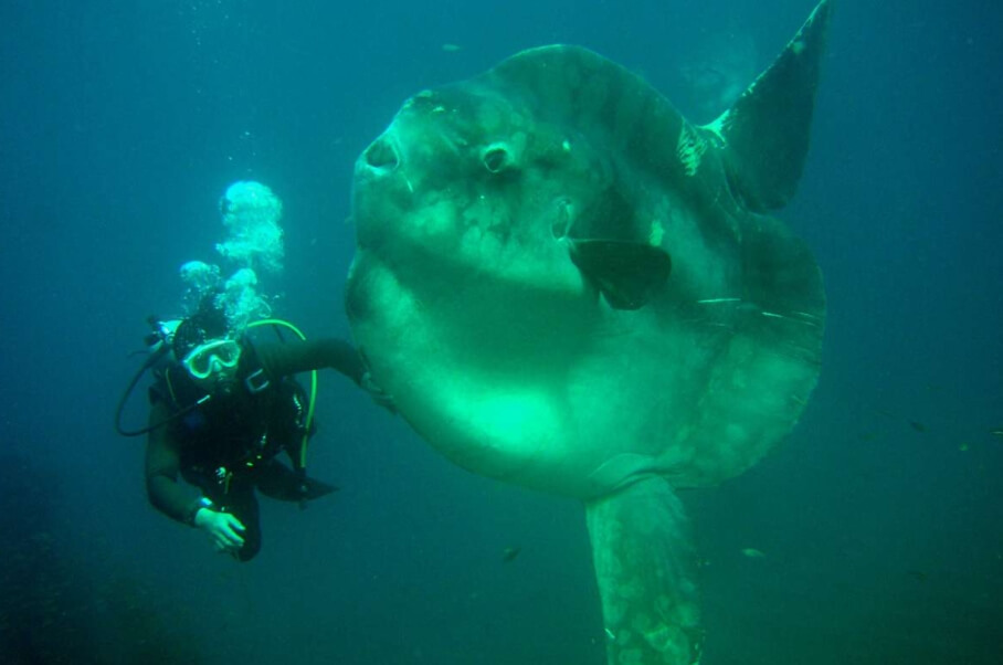 Разновидности луна-рыбы. Человек и луна-рыба Mola alexandrini. Фото.
