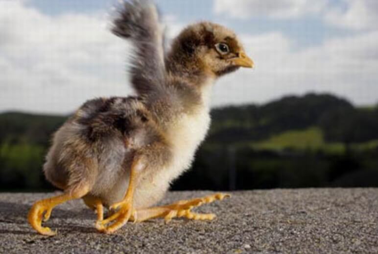 Что такое полимелия? Цыпленок с полимелией. Фото.