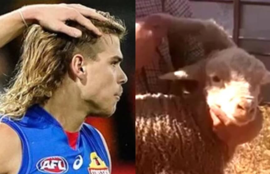 Животное с пятью ногами. Необычная прическа футболиста Бэйли Смита. Фото.