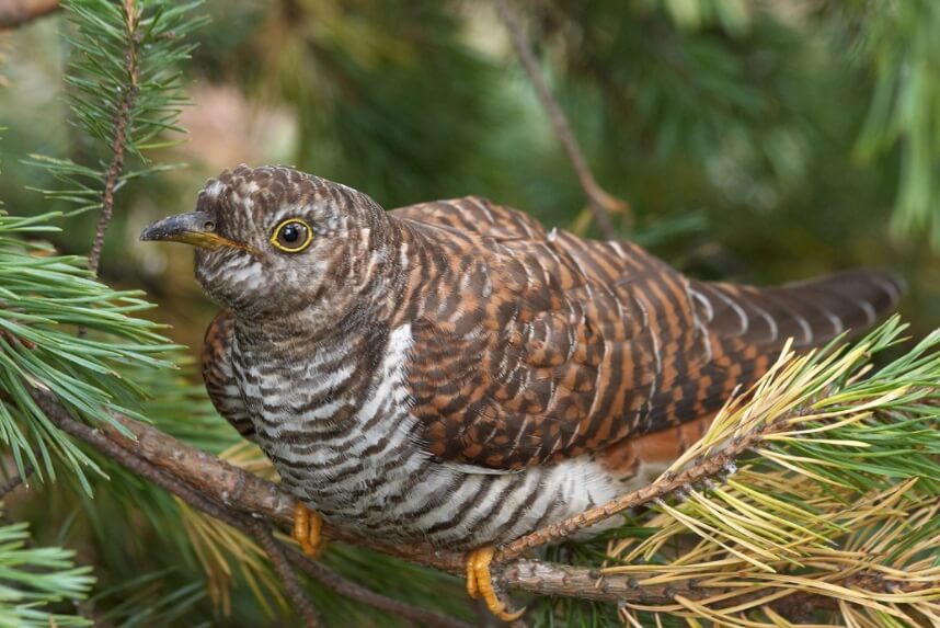 Птенец кукушки. Фото.