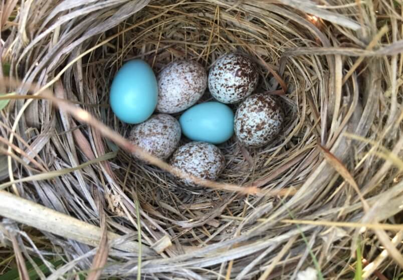 Гнездо с яйцами чужой птицы. Фото.