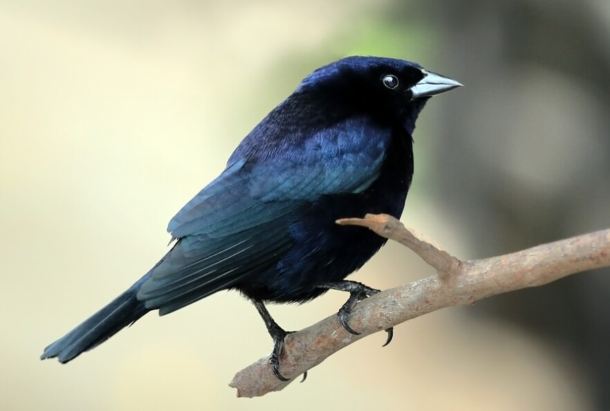 Коровий трупиал. Фото.