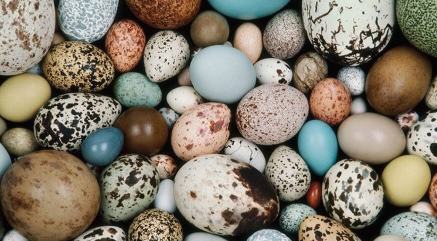 Яйца птиц бывают разных цветов и размеров. Фото.