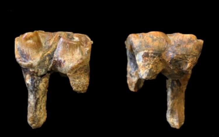 Бегемоты в Великобритании. Зубы древнего бегемота. Фото.