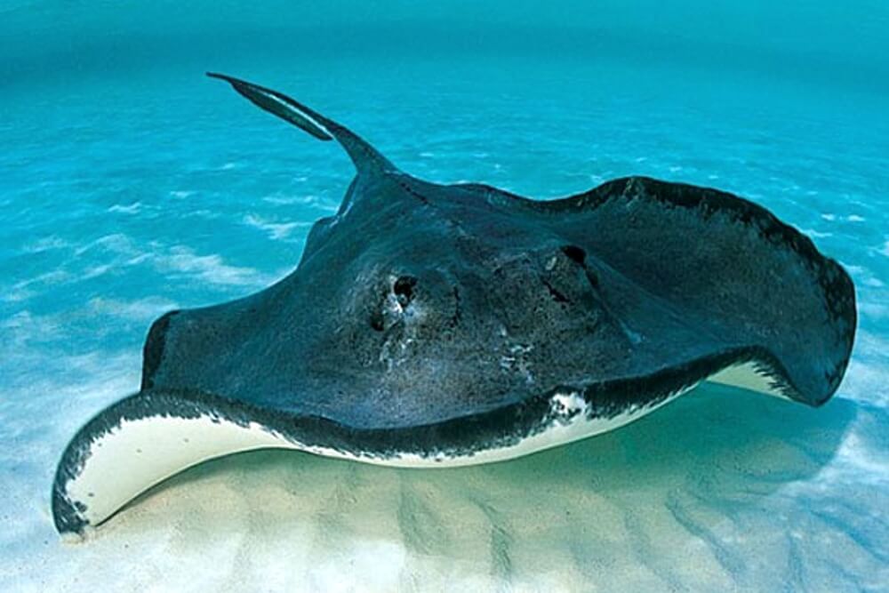 Скаты обладают хрящевым скелетом. Фото.