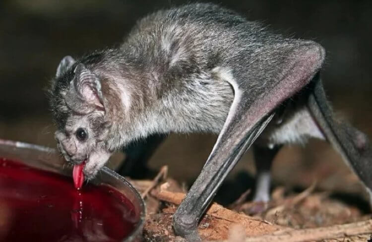 Летучие мыши-вампиры любят ужинать в компании друзей