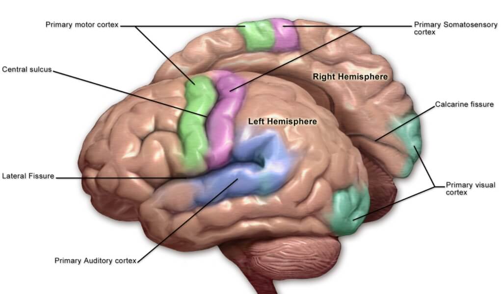 Соматосенсорная кора отмечена фиолетовым цветом. Фото.