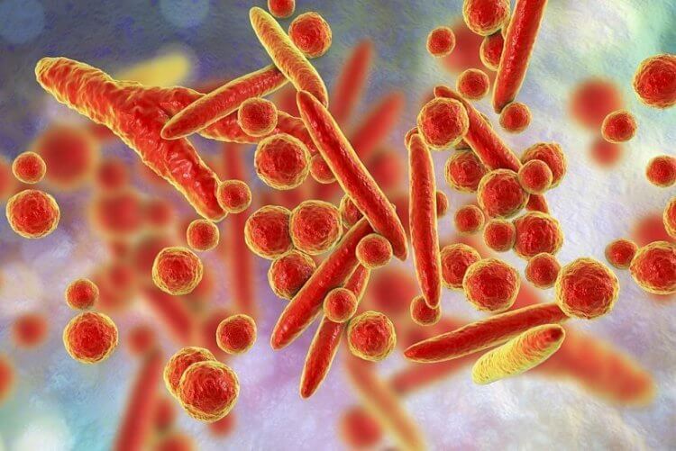 Ученые создали «живое лекарство» на основе модифицированных бактерий