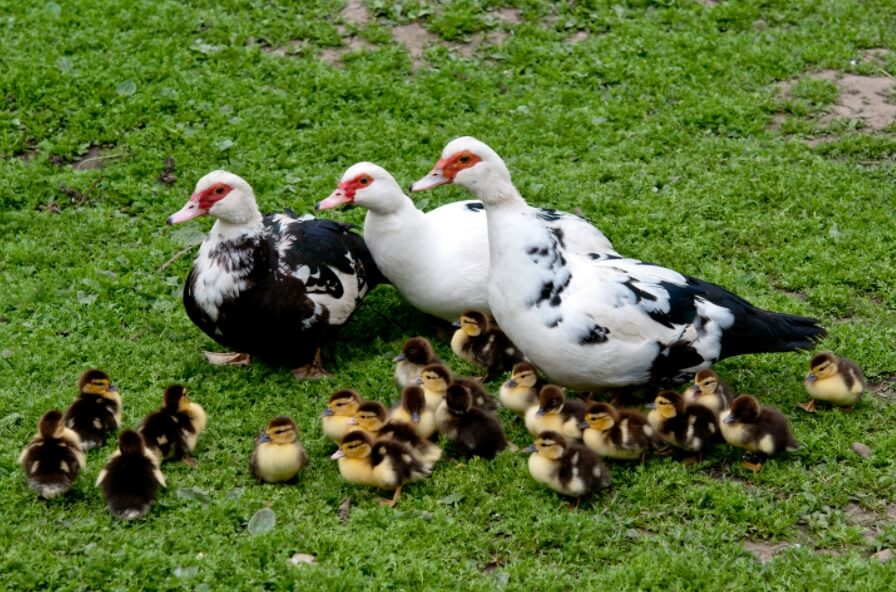 Мускусные утки и их утята. Фото.