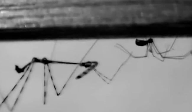 Видео: жуки-убийцы используют хитрость, чтобы напасть на пауков. Фото.