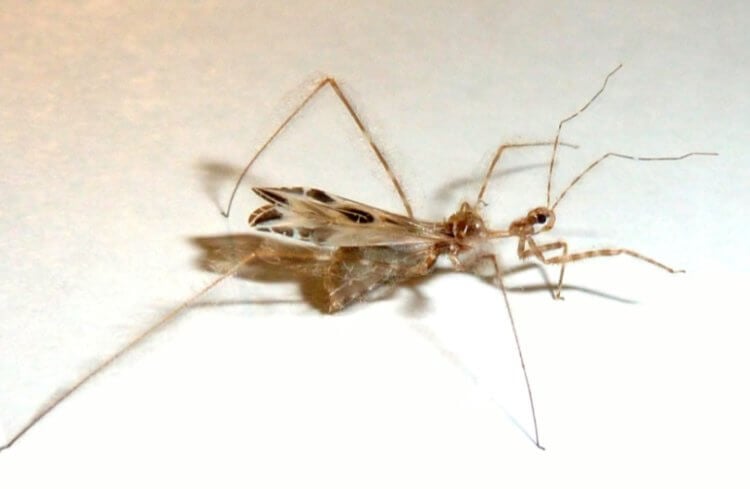 Видео: жуки-убийцы используют хитрость, чтобы напасть на пауков
