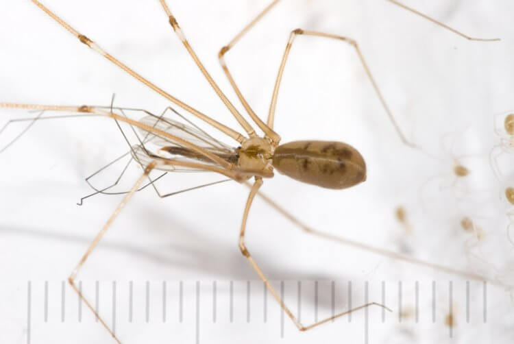 Видео: жуки-убийцы используют хитрость, чтобы напасть на пауков