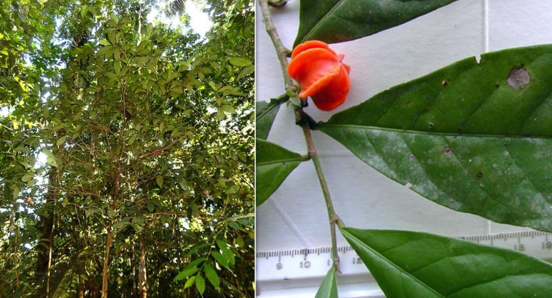 Ученые открыли новый вид растений. Растение Aenigmanu alvareziae растет очень высоко. Фото.