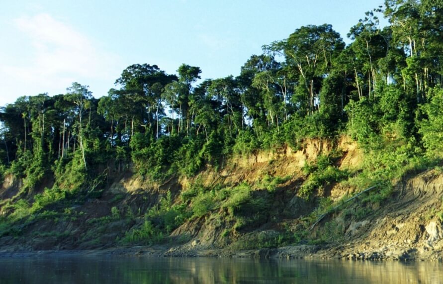 Загадочное растение Амазонии. Река Ману, у берегов которой растет загадочное растение. Фото.