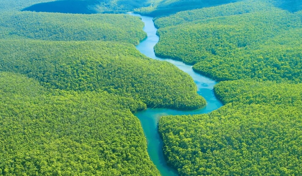 Это тропическое растение сбивало ученых с толку 50 лет. В чем его секрет? В лесах Амазонки растет загадочное растение. В чем его секрет? Фото.