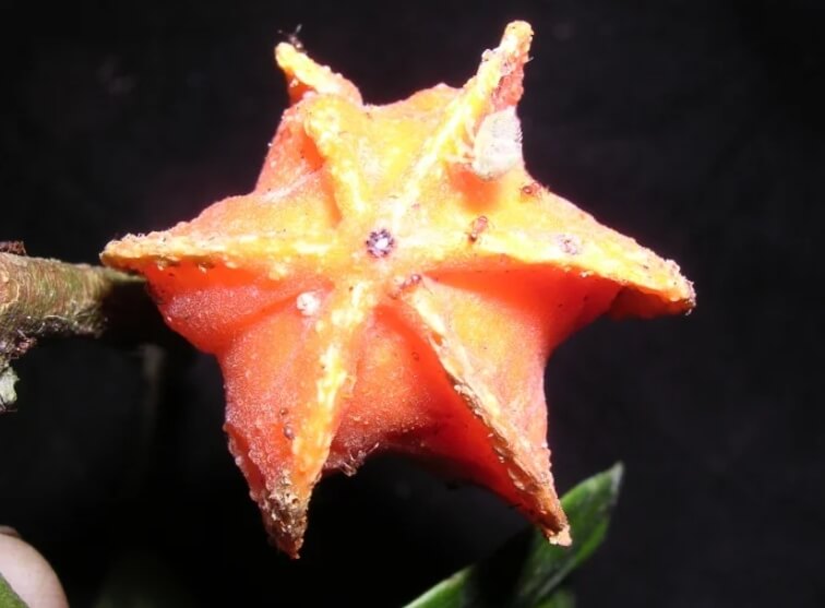 Ученые открыли новый вид растений. Плод загадочного растения, который напоминает китайский фонарик. Фото.