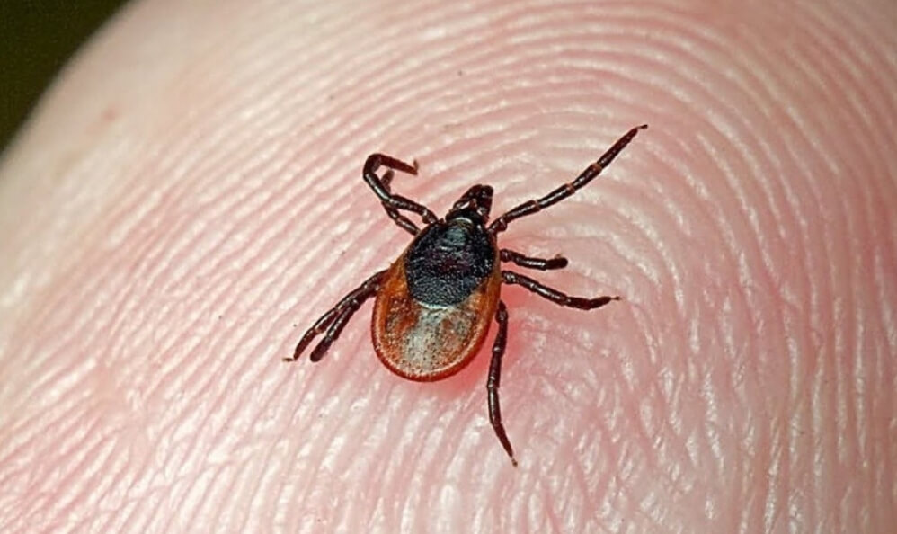 Получается, что клещи могут заразить не только энцефалитом. Фото.