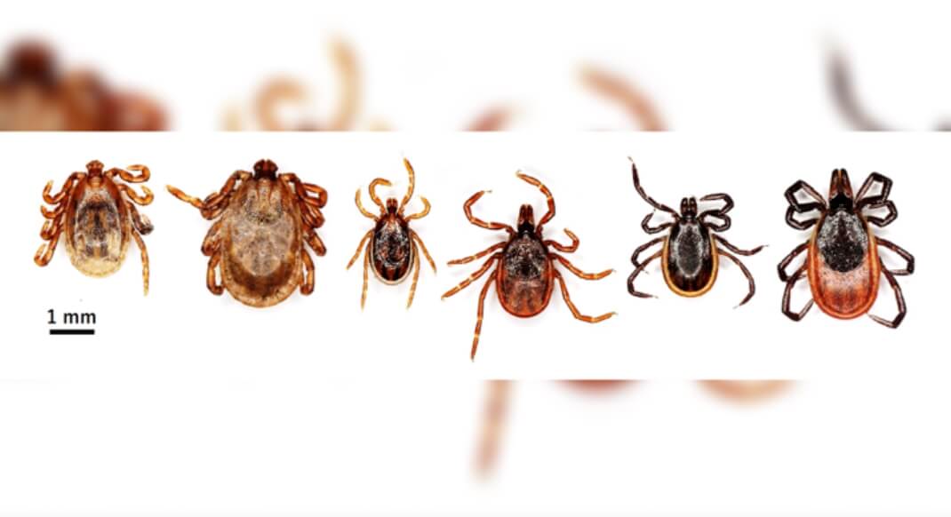 Клещи, в которых был найден вирус Эдзо. Фото.