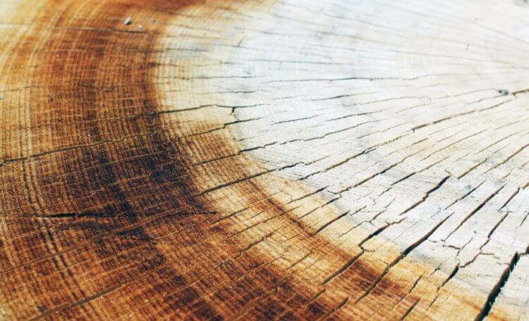 Новая технология обработки древесины. Если извлечь из древесины все лишнее, кроме целлюлозы, оно станет очень прочным. Фото.