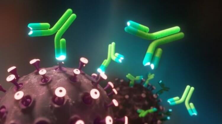 Неуязвимое антитело против коронавируса. Обнаруженное антитело находит участок шипа вируса, который практически не мутирует. Фото.