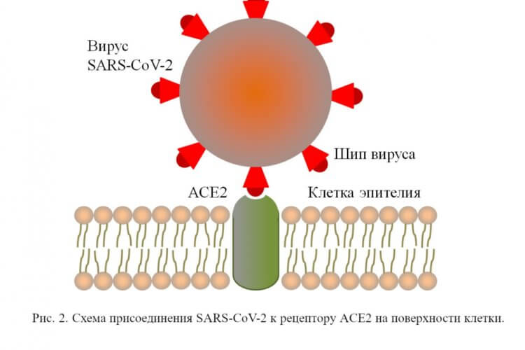 Неуязвимое антитело против коронавируса. Антитела нейтрализуют шип, которым вирус прикрепляется к клетке. Фото.