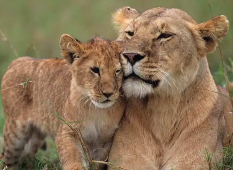 Зачем младенцы выделяют феромон? В животном мире агрессия может помогать самкам защищать свое потомство. Фото.