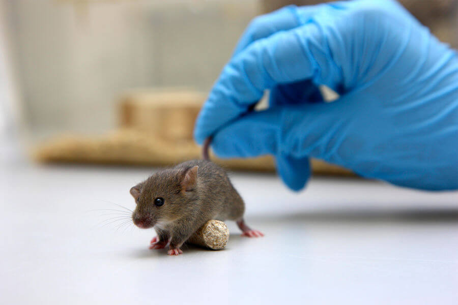 У мышей с депрессией была обнаружена высокая концентрация рецептора GPR158. Фото.