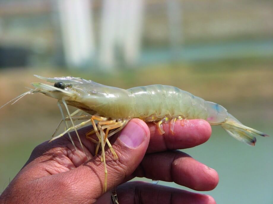 Редкая окаменелость показала, что древние креветки прятались внутри моллюсков. Древняя окаменелость рассказывает о жизни креветок. Фото.
