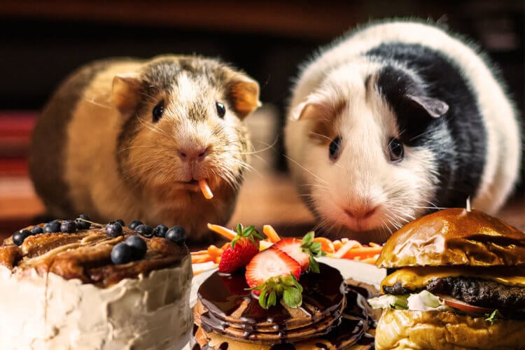 Как гипоталамус влияет на вкусовые предпочтения. Голод вызвал у мышей желание есть сладкую пищу. Фото.