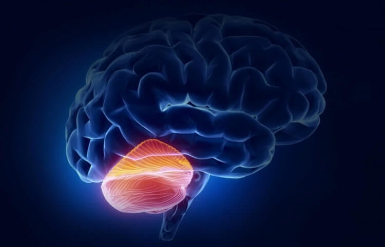 Как мозг ограничивает потребление пищи и вызывает чувство сытости. Нейроны у основания мозжечка вызывают чувство насыщения и тем самым ограничивают потребление пищи. Фото.