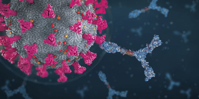 Ученые обнаружили антитело, способное противостоять разным штаммам коронавируса. Фото.