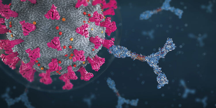 Ученые обнаружили антитело, способное противостоять разным штаммам коронавируса. Американские ученые обнаружили антитело, которое распознает все штаммы коронавируса. Фото.
