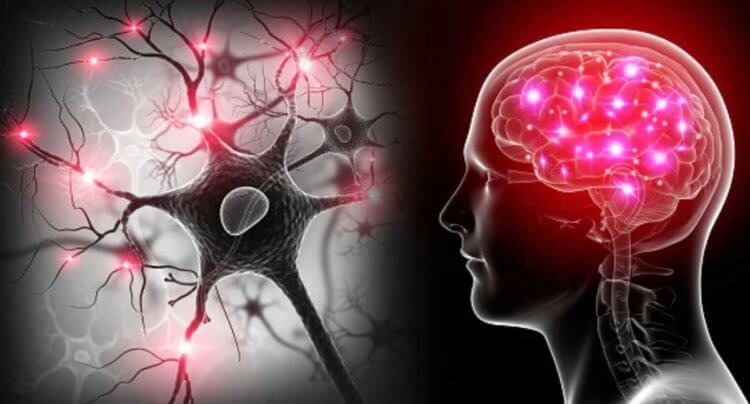 Ученые обнаружили ключевое отличие мозга человека от мозга животных