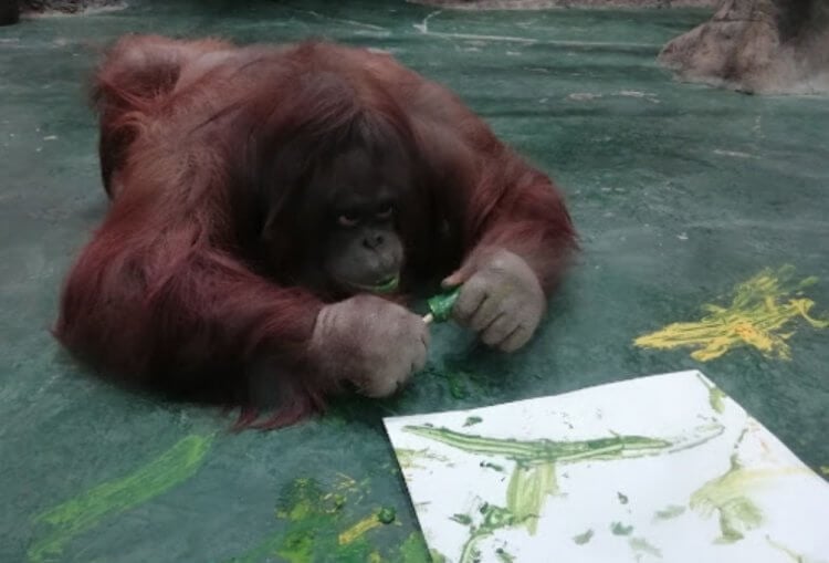 На рисунки орангутанов влияет их настроение и время года. Человекообразные обезьяны любят рисовать, как и люди. Фото.