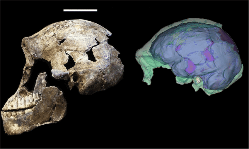 Научные вопросы, на которые нет ответов. Череп взрослого древнего человека naledi. Фото.