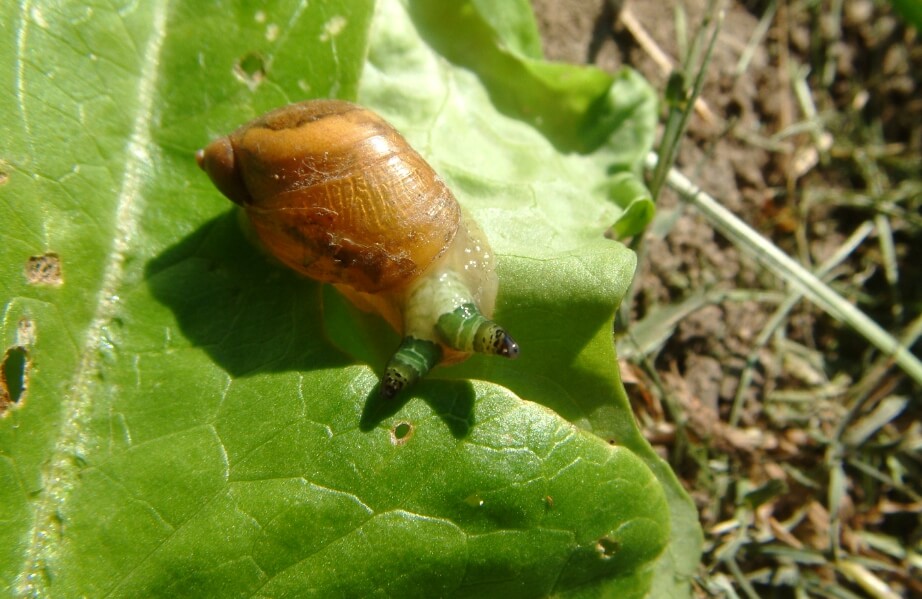 Древняя окаменелость рассказывает о жизни креветок. Инквилинизм часто встречается у существ, обитающих не только в море, но и на суше. Фото.
