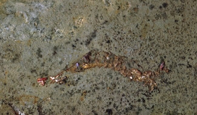 Редкая окаменелость показала, что древние креветки прятались внутри моллюсков. Фото.