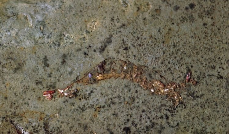 Редкая окаменелость показала, что древние креветки прятались внутри моллюсков