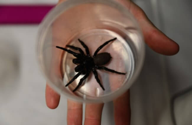 В австралийском зоопарке появился огромный паук, способный спасти жизни. Фото.