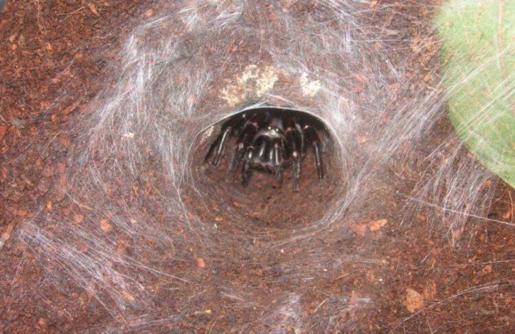 В австралийском зоопарке появился огромный паук, способный спасти жизни