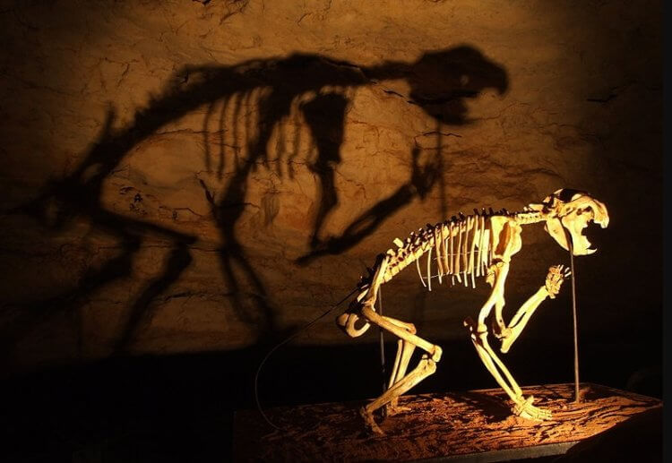 Робот-паук займется поиском скелетов внутри древних пещер Австралии