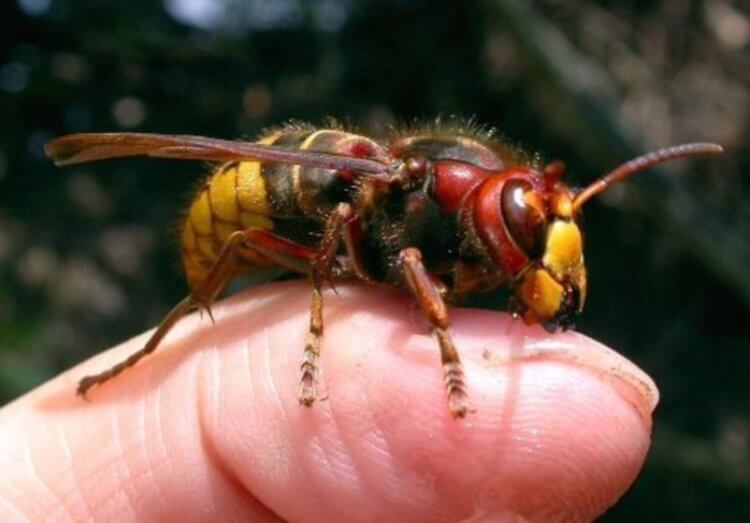 Видео: как пчелы защищают колонию от шершней-убийц?