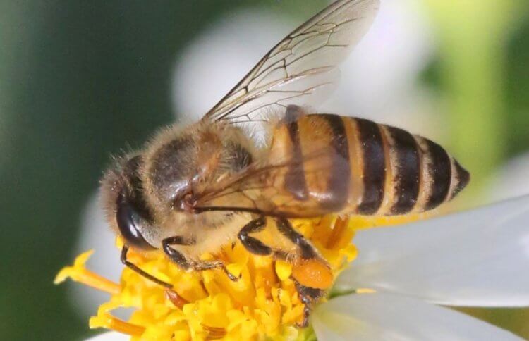 Видео: как пчелы защищают колонию от шершней-убийц? Одна из восковых медоносных пчел, о которых пойдет речь в статье. Фото.