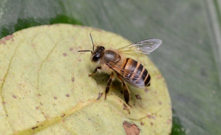 Кто такие восковые пчелы? Пчелы Apis cerana очень редкие в России. Фото.