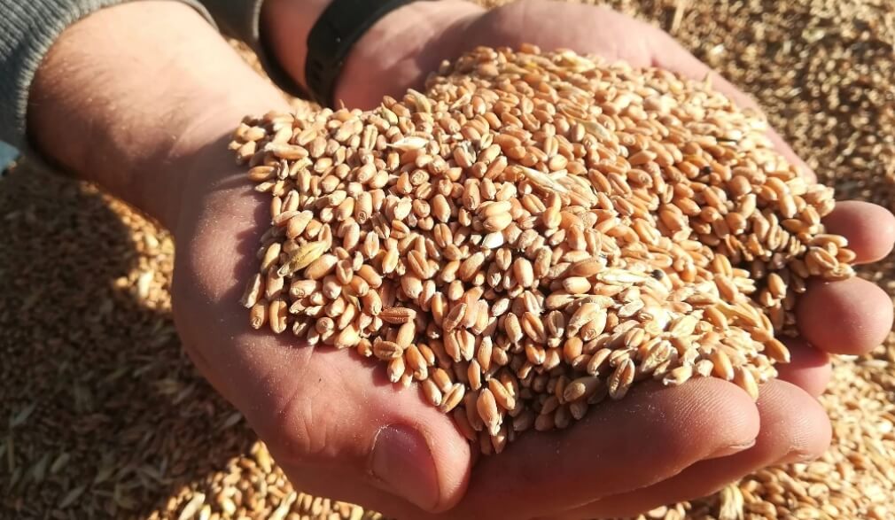 Зерна ячменя. Фото.
