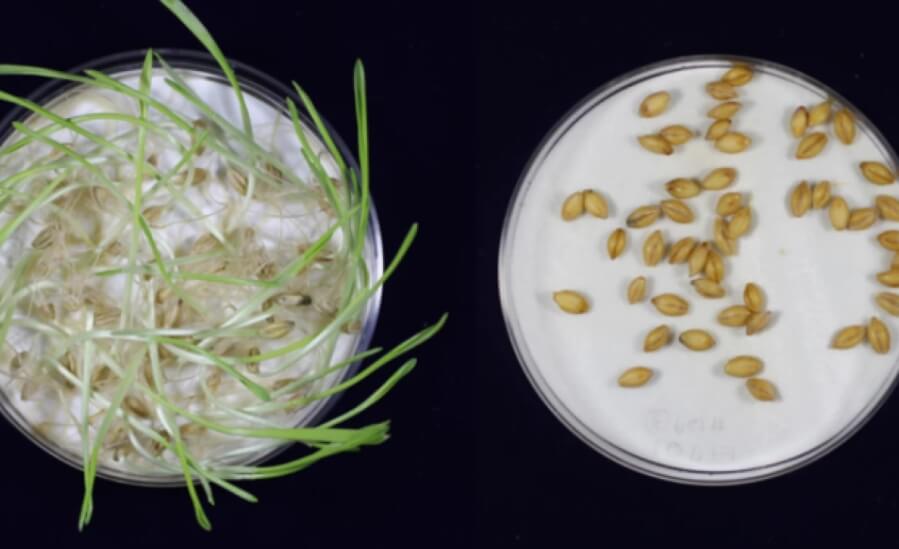 Слева проросшие зерна ячменя, справа — генно-модифицированный ячмень, который не может прорастать. Фото.